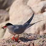Prof. Tasha Gownaris ’09 receives research grant to investigate the effect of climate change on seabirds